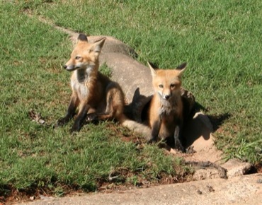 Foxes in PTC drain pipe